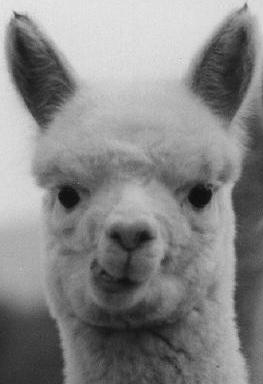 alpaca_face_close.JPG